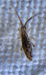 Entomobrya intermedia