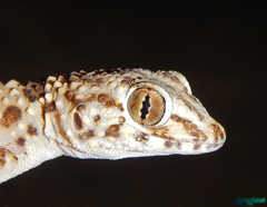 Tenuidactylus caspius
