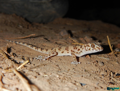 Tenuidactylus caspius