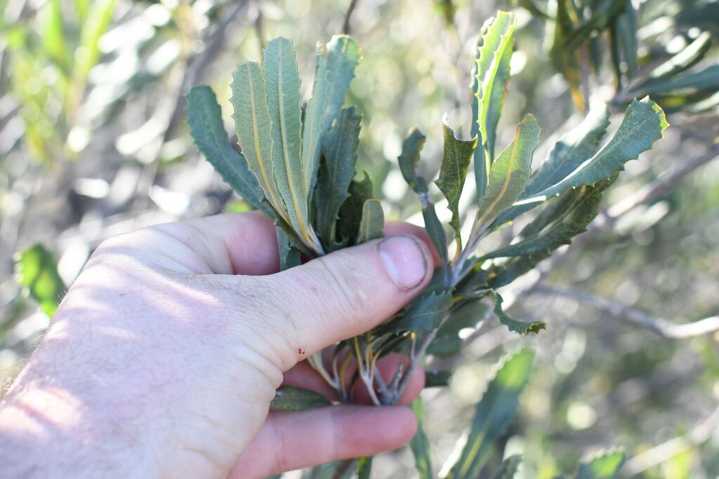 Banksia media; photograph (c) Em Lamond, some rights reserved (CC BY)
