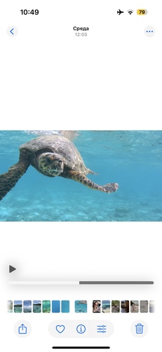 Eretmochelys imbricata