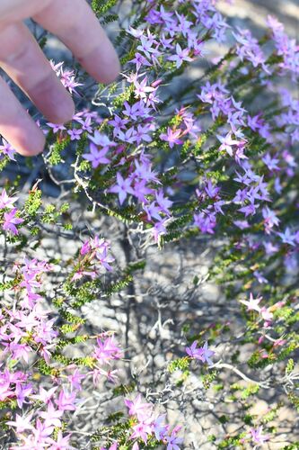 Inland Pink Starflower (Calytrix duplistipulata)