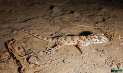 Tenuidactylus caspius