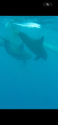 Tursiops aduncus