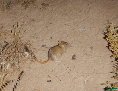 Libyan Jird photo 3