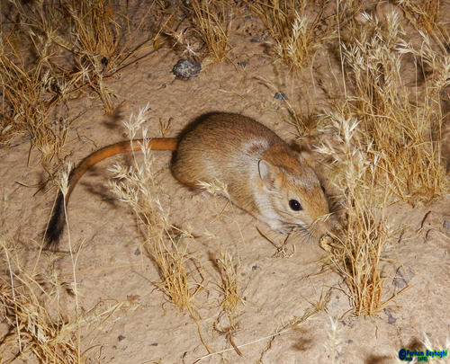 Libyan Jird (Meriones libycus) — Least Concern Mammalia