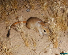 Libyan Jird photo 1