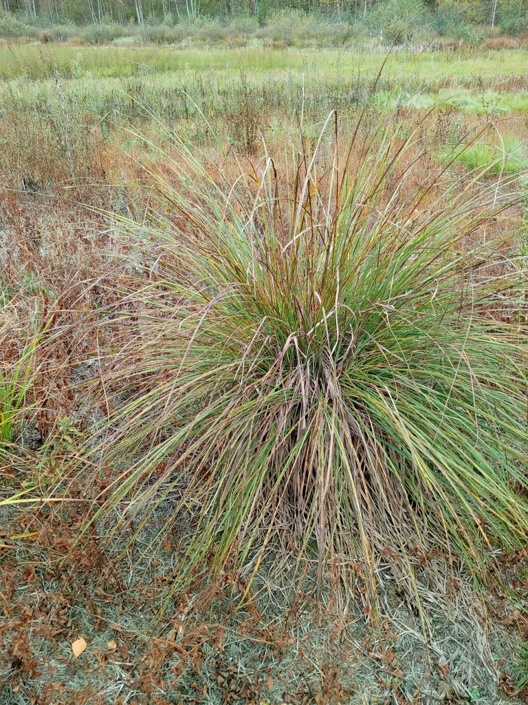 Carex