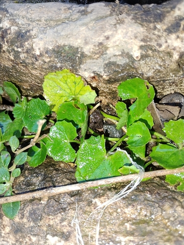 Indian pennywort