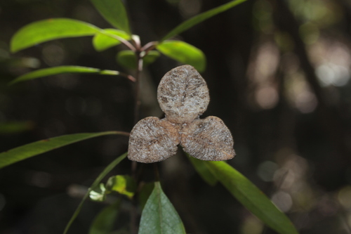Pittosporum gracile observed 2025-09-12