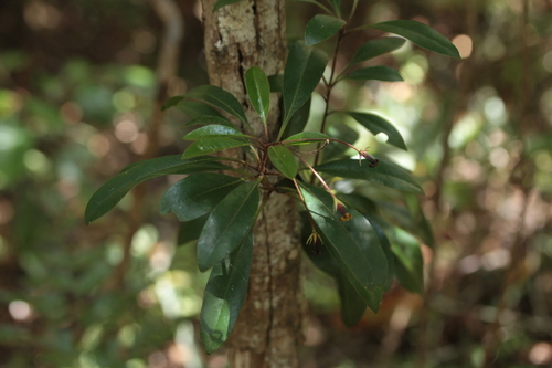 Pittosporum gracile observed 2025-09-12