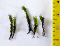 Fissidens rigidulus rigidulus