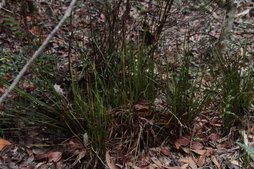 Actinostachys laevigata observed 2025-09-12