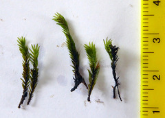 Fissidens rigidulus rigidulus