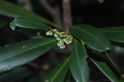Lethedon salicifolia observed 2025-09-12