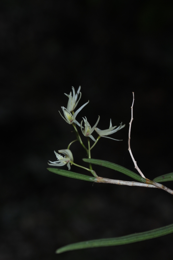 Dendrobium casuarinae Schltr. 3