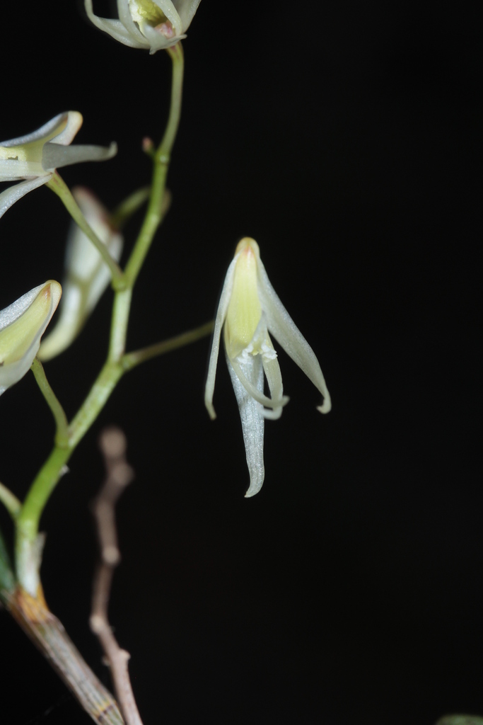 Dendrobium casuarinae Schltr. 4