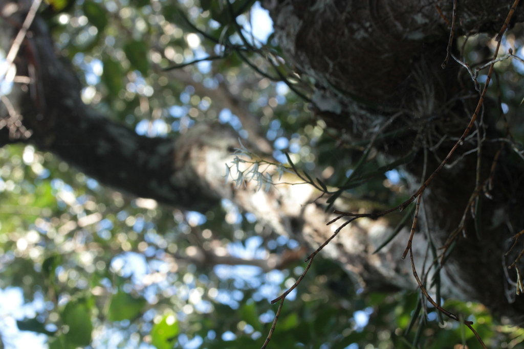 Dendrobium casuarinae Schltr. 2