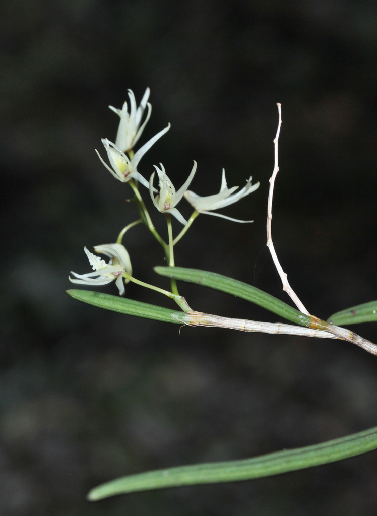 Dendrobium casuarinae Schltr.