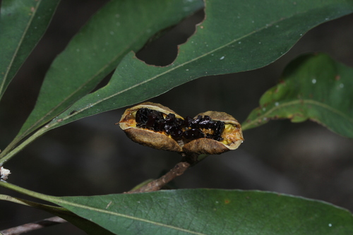 Pittosporum simsonii observed 2025-09-12