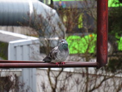 Columba livia domestica