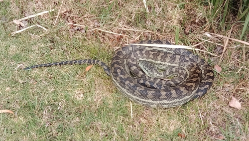 Coastal Carpet Python sighting