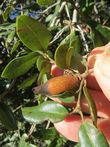 Beaked Spindle Gall Wasp photo 3
