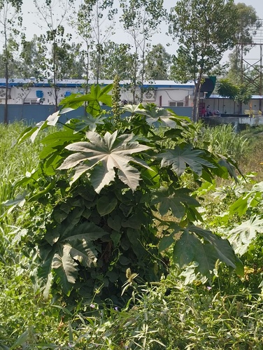 castor bean