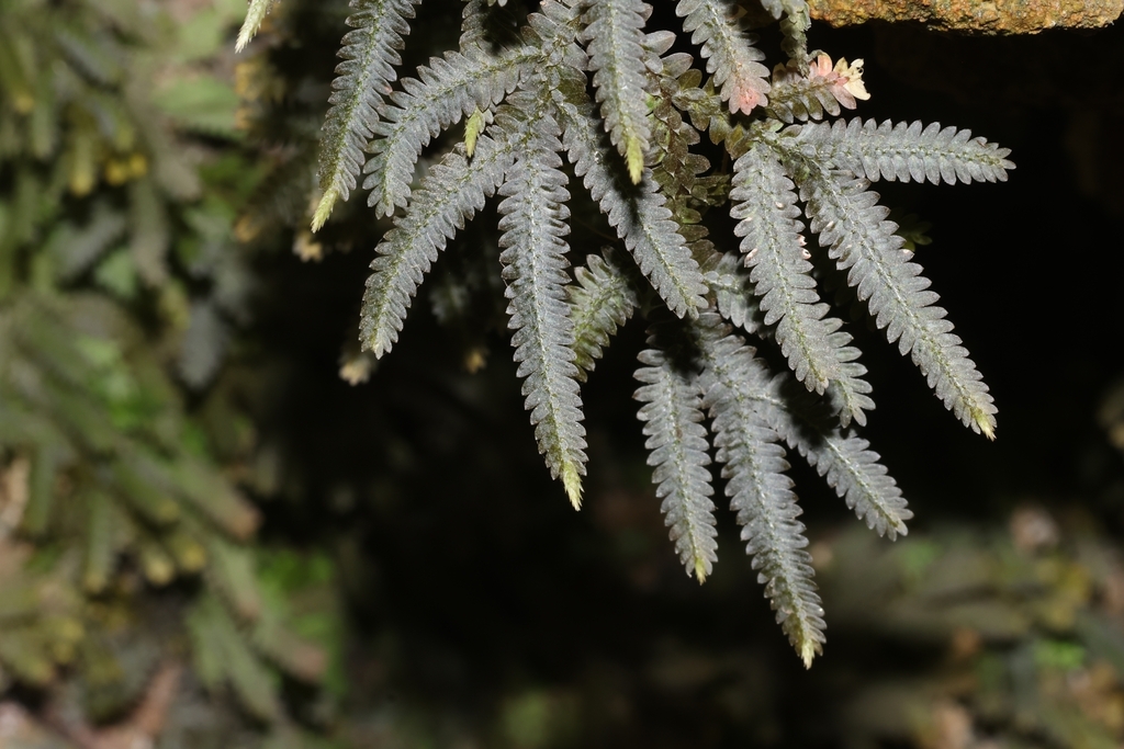 Selaginella mayeri