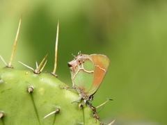 Callophrys xami xami