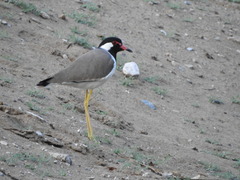 Vanellus indicus