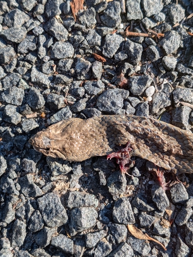 Eastern Brown Snake sighting