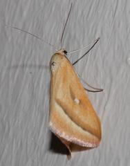 Rhodometra participata