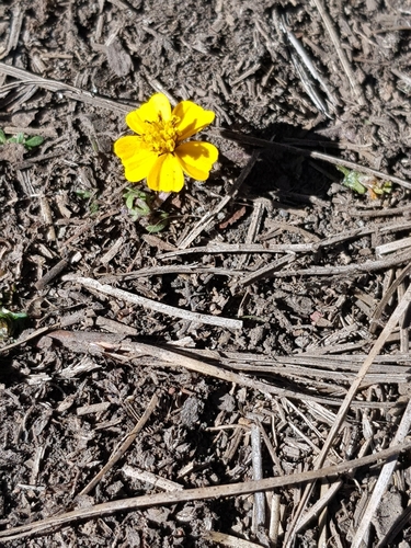 Bidens anthemoides, photograph 1