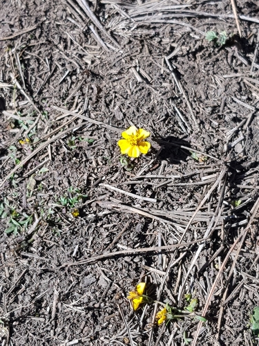 Bidens anthemoides, photograph 2