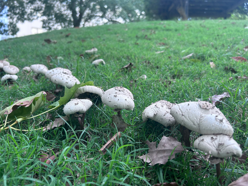 Chlorophyllum molybdites