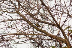 Parus major