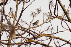 Turdus pilaris