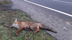 Vulpes vulpes