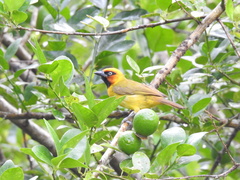 Olive-Naped Weaver photo 2