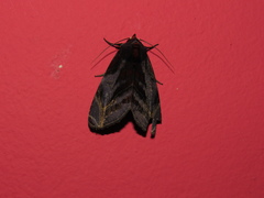 Hemicephalis