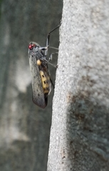 Acraephia perspicillata