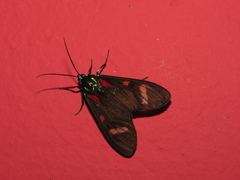 Cyanopepla alonzo