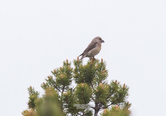 Loxia pytyopsittacus