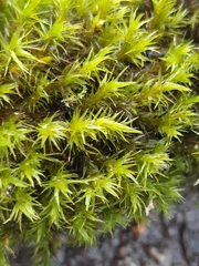 Pulvigera lyellii