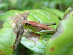 Parapodisma tenryuensis