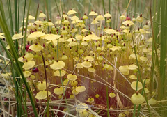 Splachnum luteum