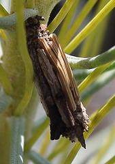 Criocharacta amphiactis