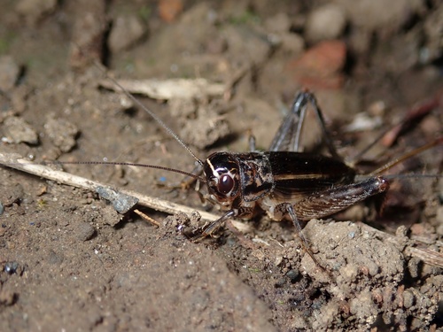 ハラオカメコオロギ (Orthoptera and Mantodea of Japan) · iNaturalist