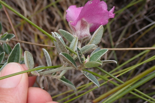 Hairy Capesweetpea (Podalyria burchellii)